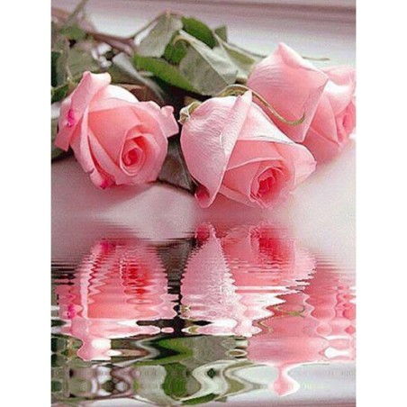 Water Pink  Rose