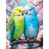 Melopsittacus undulatus